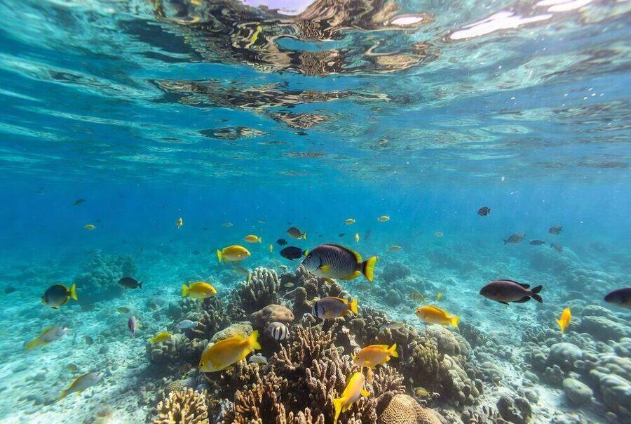 Scuba diving coral reef Sosua Dominican Republic